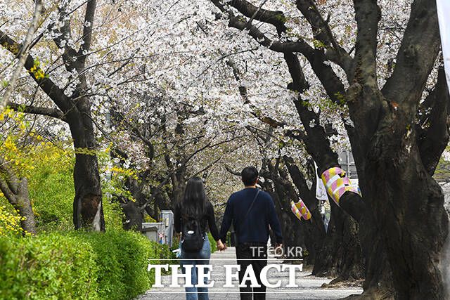 벚꽃축제는 끝났지만 벚꽃은 그대로.