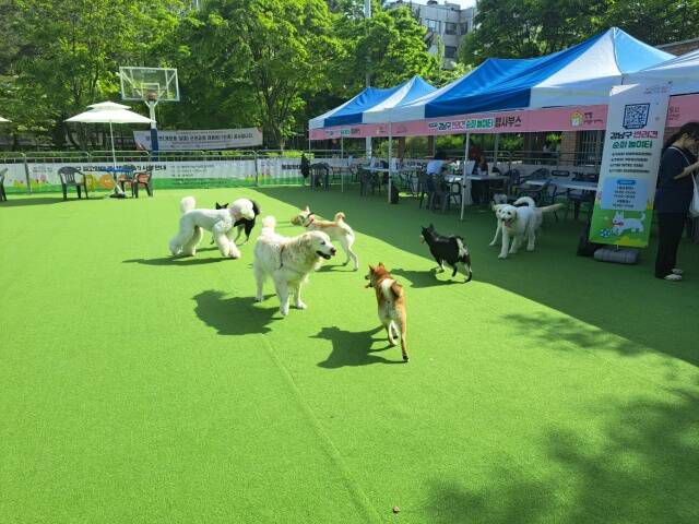 지난해 반려견 순회 놀이터에서 뛰어노는 반려견의 모습. /강남구