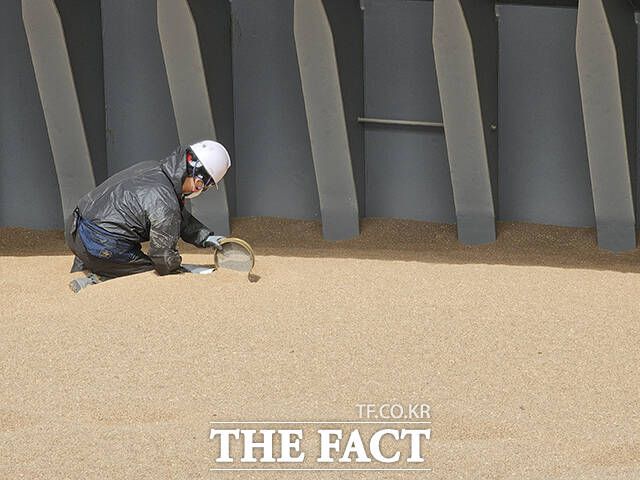 검역관이 소맥분 8000톤이 실린 선창에서 채를 이용해 소맥을 육안으로 선별하는 방식으로 정밀 검사를 하고 있다./인천=박은평 기자