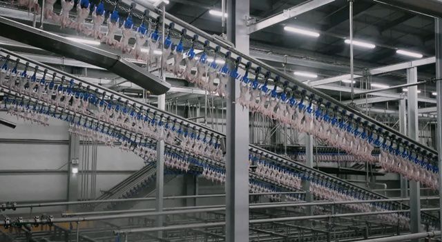 하림은 차가운 공기를 통해 닭의 온도를 낮추는 '에어칠링'을 사용하고 있다. /하림