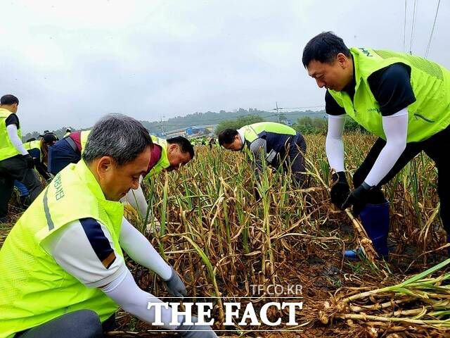 충남세종농협은 '범농협 한마음 농촌일손 집중지원의 날'을 맞아 한국국토정보공사 대전세종충남지역본부 관계자들과 홍성군 갈산면 마늘 농가에서 봉사활동을 하고 있다. /충남세종농협