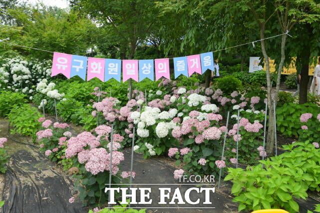 '제4회 공주 유구 색동수국정원 꽃 축제'가 27일 유구 색동수국정원과 유구 전통시장 일원에서 개막해 관람객을 기다리고 있다. /공주시