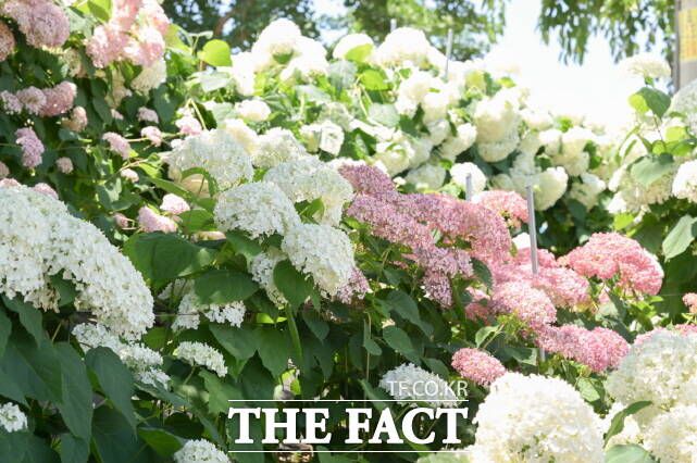 '제4회 공주 유구 색동수국정원 꽃 축제'가 27일 유구 색동수국정원과 유구 전통시장 일원에서 개막해 관람객을 맞고 있다. /공주시