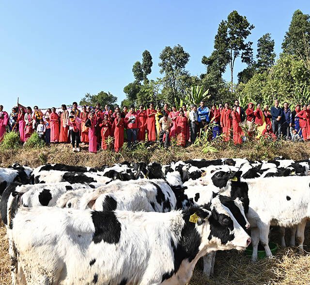 2022년 12월, 농림축산식품부와 농협중앙회, 민간 국제개발단체인 헤퍼코리아가 협력해 선별된 한국형 홀스타인 젖소 101마리가 네팔에 전달됐다./헤퍼코리아