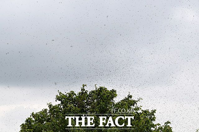 끝없이 나타나는 러브버그 무리들