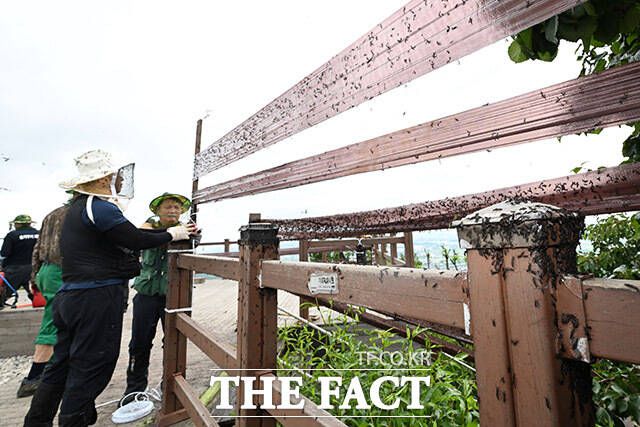 퇴치를 위해 벌레잡이 끈끈이 설치하는 관계자들.