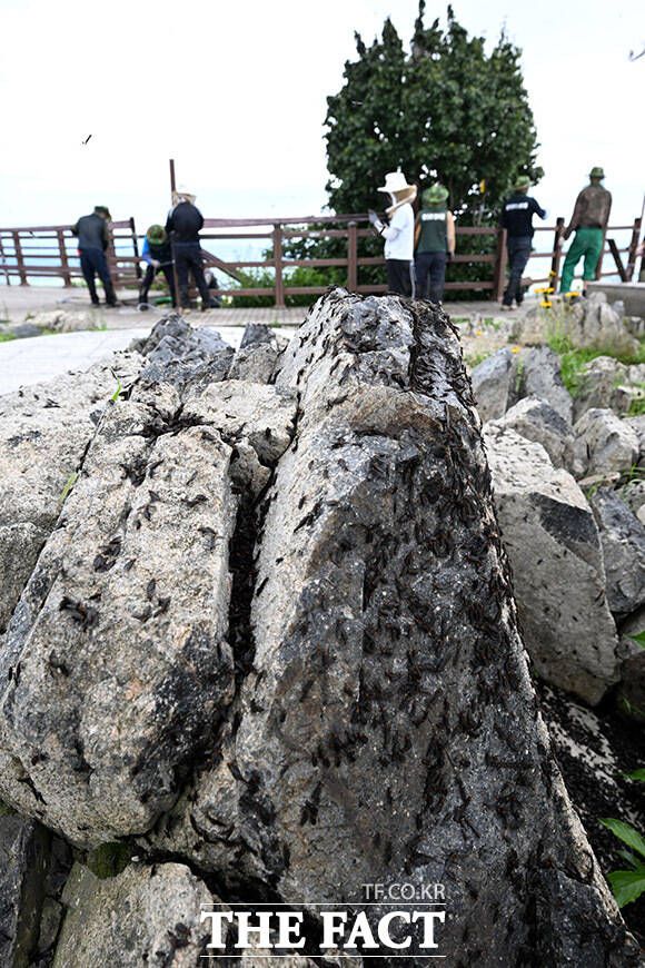 바위틈에 새까맣게 모여있는 러브버그 무리.