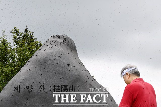 러브버그에 빼앗긴 계양산.