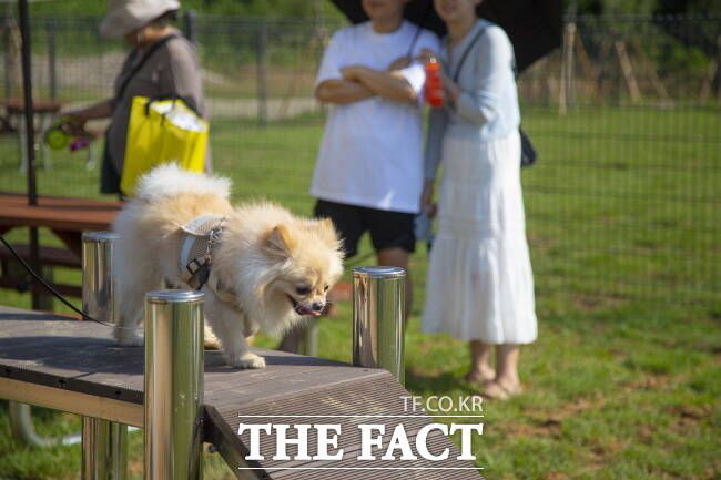 반려동물이 뛰어놀고 있는 안성맞춤랜드 전경. /경기관광공사