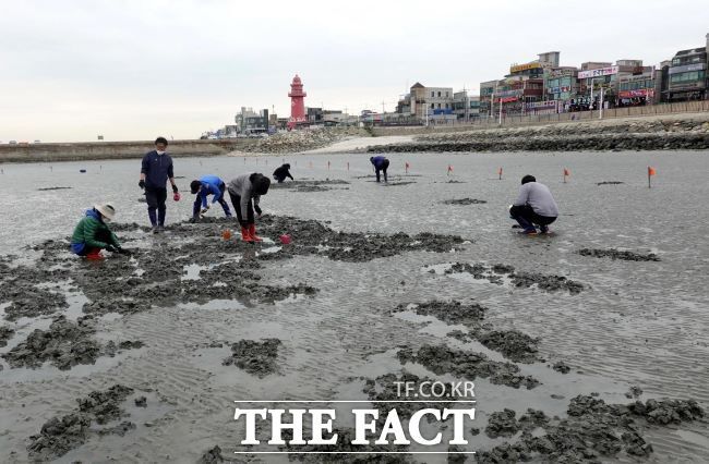 어촌휴양마을에서 갯벌 체험을 하는 관광객들./시흥시