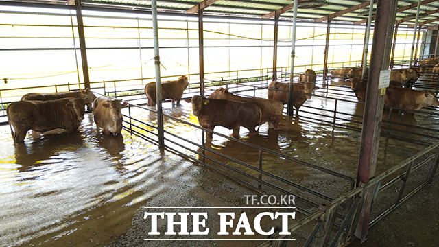 행정안전부에 따르면 이날 오전 11시 기준 3개 시·도, 5개 시·군에서 313세대의 주민 1070명이 폭우 피해 예방을 위해 일시 대피했다. 이 중 287세대의 1041명이 귀가하지 못한 상태다. /당진=박헌우 기자