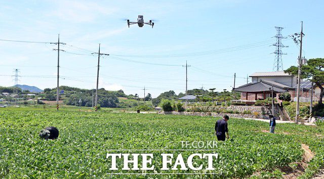 정읍시는 '농업현장 예찰단'을 구성해 폭염에 취약한 논밭과 비닐하우스, 고령농이 작업 중인 야외 작업장 등을 집중 점검하고 있다고 30일 밝혔다. 드론을 통해 확인된 영상은 현장의 온도, 작업 유무, 위험요소 등을 실시간으로 확인하는 데 활용된다. /정읍시