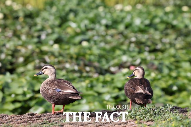 의왕 왕송호수 '초평동 연꽃 습지' 풍경 /의왕시