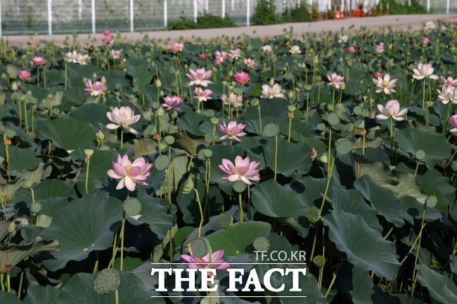 의왕 왕송호수 '초평동 연꽃 습지'에 피어난 연꽃 모습 /의왕시