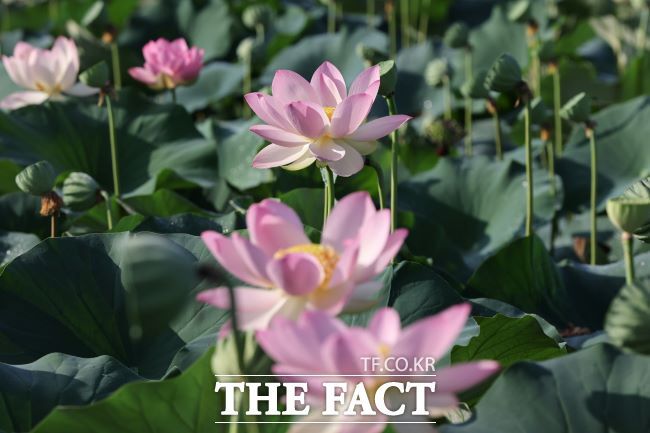 의왕 왕송호수 '초평동 연꽃 습지'에 피어난 연꽃 모습./의왕시