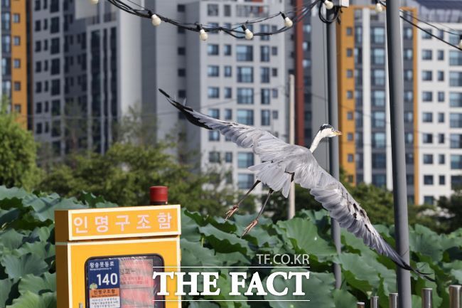 의왕 왕송호수 '초평동 연꽃 습지'에서 날아오르는 왜가리./의왕시