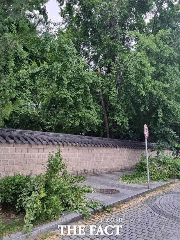 전주시가 낙하 사고 예방을 위한 경기전 은행나무 정비에 착수했다. 인도 변 가지 낙하 모습. /전주시