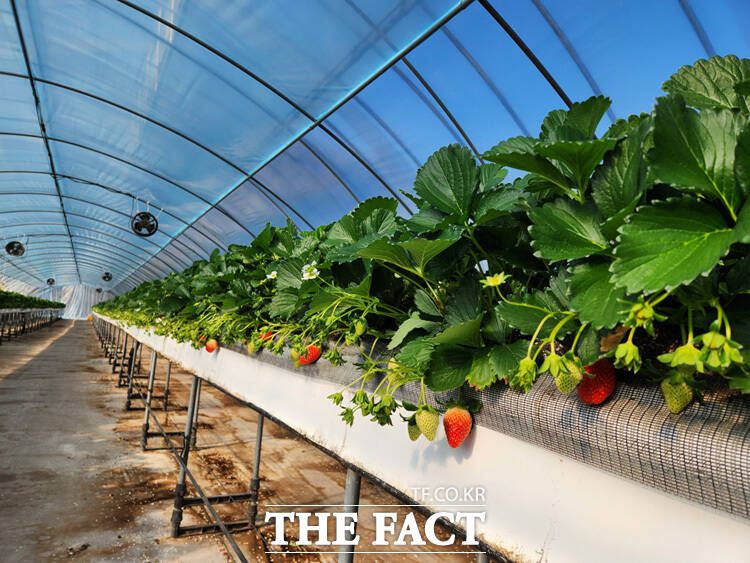 봉화군 겨울 딸기가 본격 출하를 시작했다. /봉화군