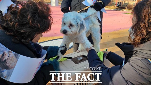 한 유기견이 11일 오후 서울 마포구 난지한강공원 내 마포반려동물캠핑장에서 마음더봉사단 봉사자의 도움을 받아 발 목욕을 하고 있다. /강주영 기자