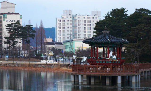 겨울 철새 고니가 울진 왕피천에서 힘찬 날개짓을 하고 있다. /울진군