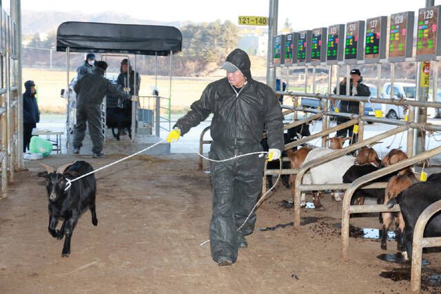 예천군이 2026년 새해 첫 염소 경매를 시작했다. /예천군