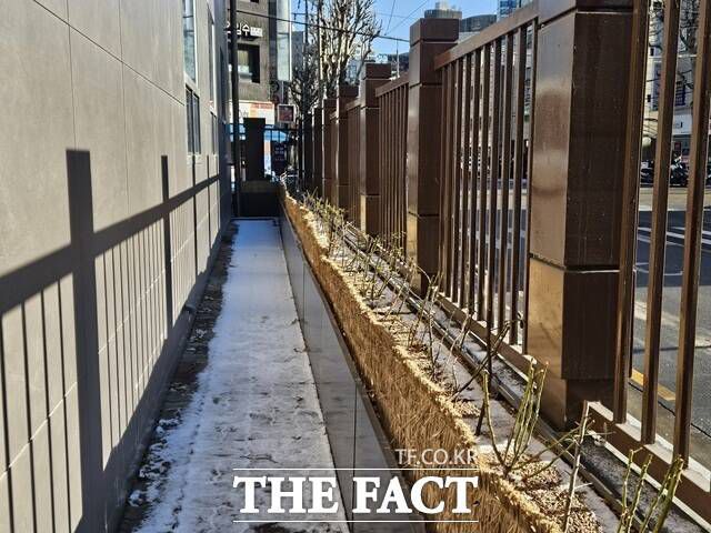 서울서부지법이 후문 인근 집행관실 주변에 장미 덩굴 화단을 조성해 경계 기능을 보완하고 무단 접근 억제 효과를 강화했다. /김명주 기자