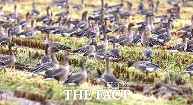 서산시 고북면 간월호 주변 농가에서 겨울 철새들이 먹이 활동을 하고 있는 모습. /서산시