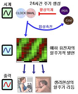 일주기 리듬과 분자 생체시계 (출처: ibric)