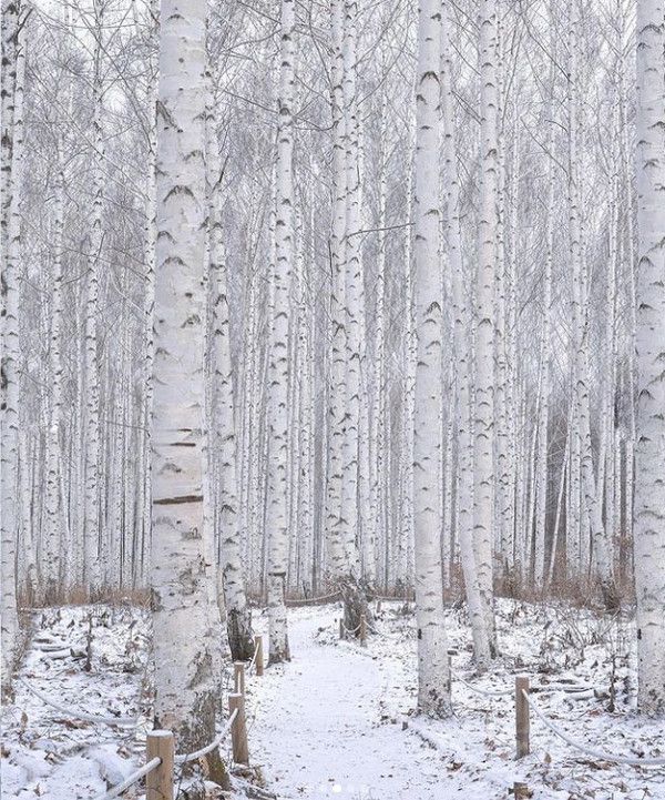강원 인제 자작나무숲 (출처=한국관광공사)