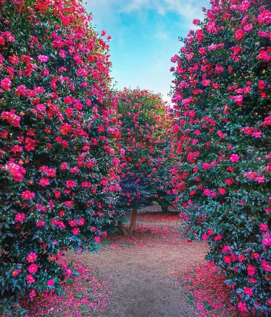 제주여행장소 동백꽃나무 동백수목원 (사진출처=한국관광공사)