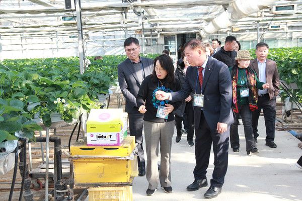 임실농협 최동선 조합장(사진 왼쪽 세번째)이 서영숙 경기도 새마을부녀회장(사진 가운데)에게 딸기 하우스 안 벌통을 가르키면서 딸기 재배 방식을 알려주고 있다. / 사진 =구윤철 기자