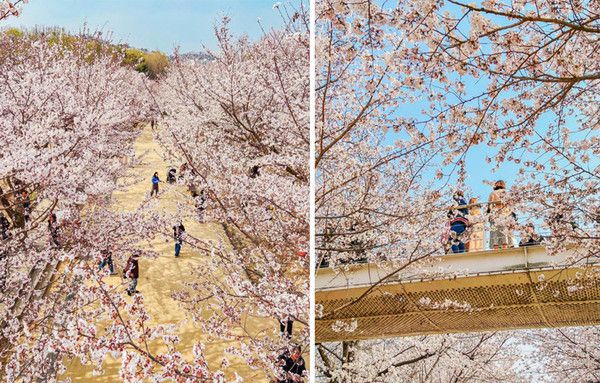 벚꽃개화시기, 벚꽃명소 서울숲 (사진출처=한국관광공사)