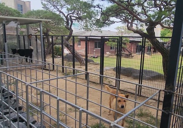 대전 유성구에 위치한 박세리 집, 부모님집, 애완견 (사진=국제뉴스)