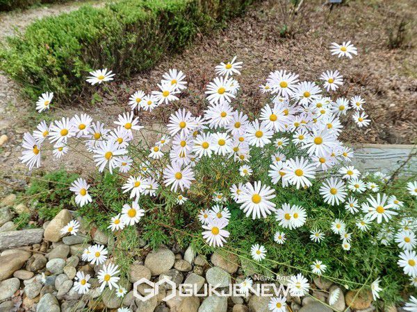 산림청 국립수목원, 시월 우리의 정원식물...가을 국화 ‘구절초’ 선정.(사진제공.국립수목원)