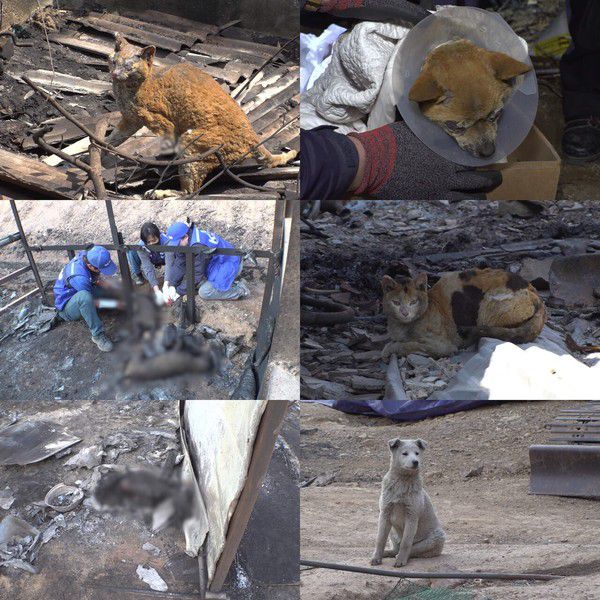 'TV동물농장' (사진=SBS)