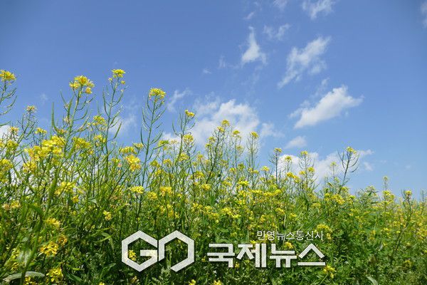 양주시,노란 물결 속 봄의 향연...나리공원 유채꽃 '활짝'.(사진.이운안 기자)