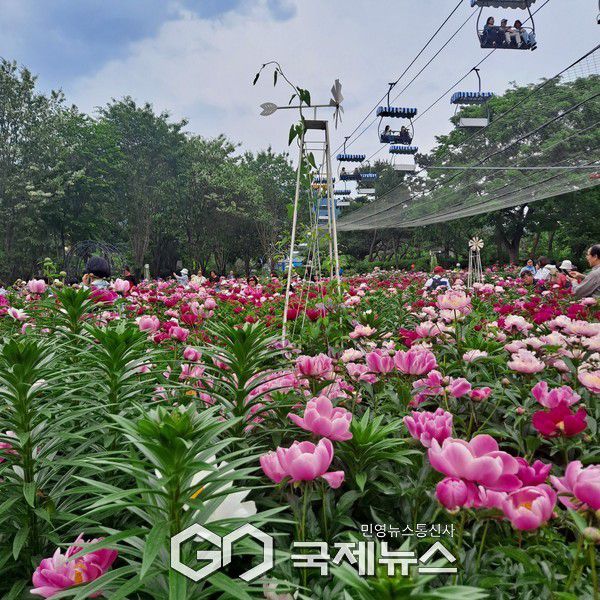 사진/국제뉴스 이재호 기자                  모란과 작약