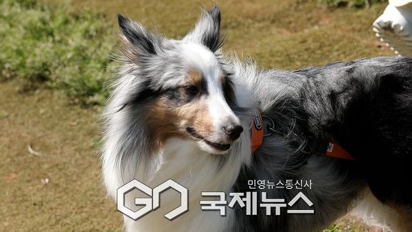 박해미 반려견 키리/충남도청 제공