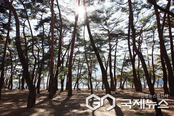 하동송림 사진/하동군