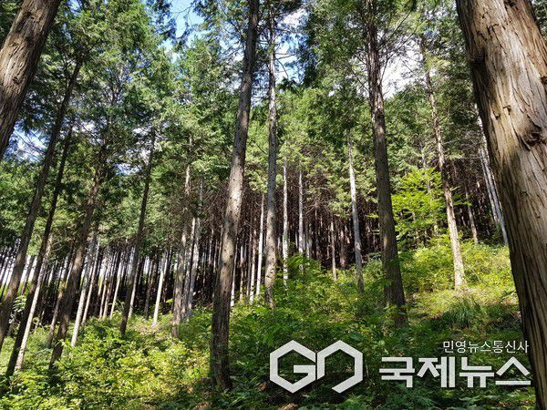 옥종편백자연휴양림 사진/하동군