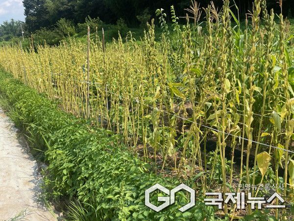 전략작물(참깨) 사진/진주시