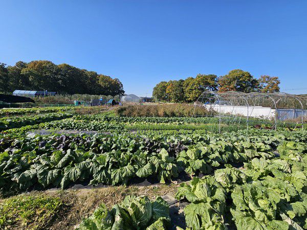 밭작물 재배지 전경 (계양구 제공)
