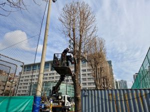 학교 시설지원 (수목 전정) 모습