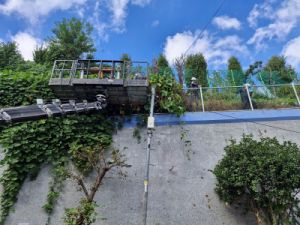 ​​학교 시설지원 (넝쿨 제거) 모습​​