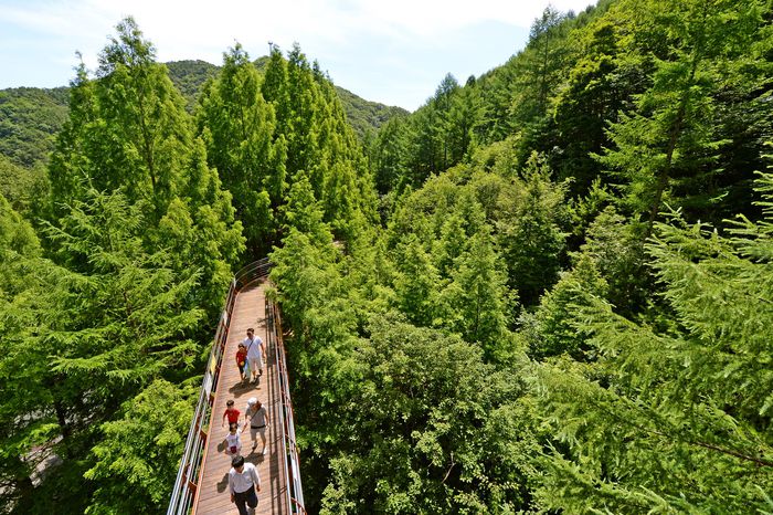 장태산자연휴양림 ‘스카이웨이’.     사진 | 지엔씨21