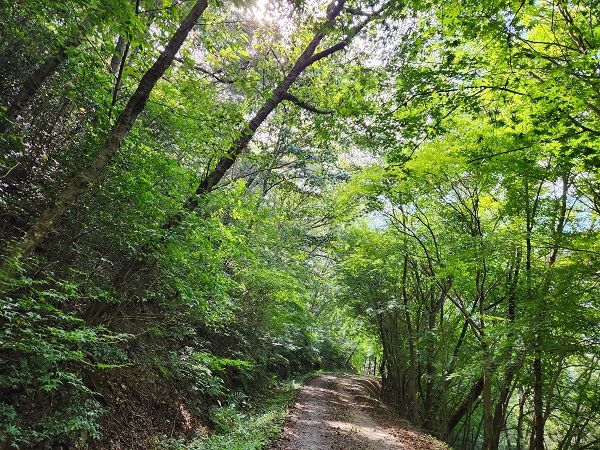 백룡산 숲길=영암군 제공