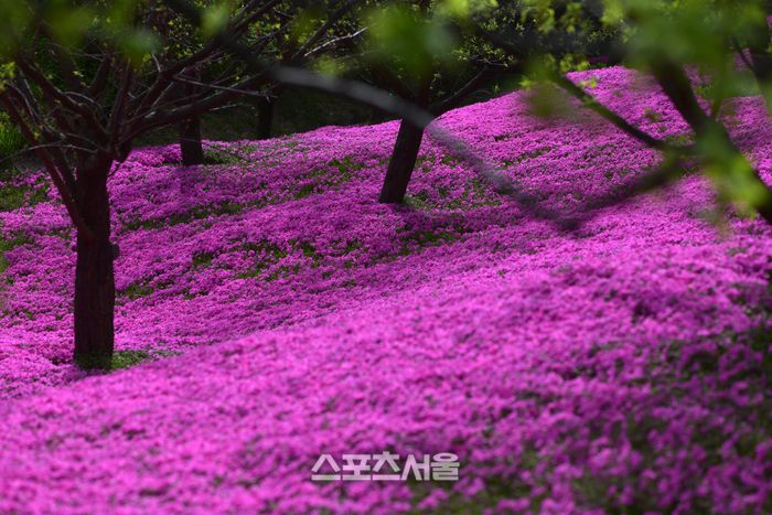 에버랜드의 하늘정원길은 연인들의 테이트 코스로 최적의 장소다. 이주상기자 rainbow@sportsseoul.com