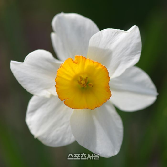 포시즌스가든의 수선화가 아름다운 자태를 뽐내고 있다. 이주상기자 rainbow@sportsseoul.com