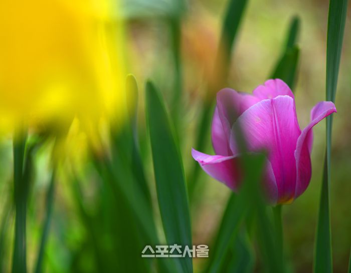 포시즌스가든에는 수많은 종류의 튤립이 아름다운 자태를 뽐내고 있다. 이주상기자 rainbow@sportsseoul.com