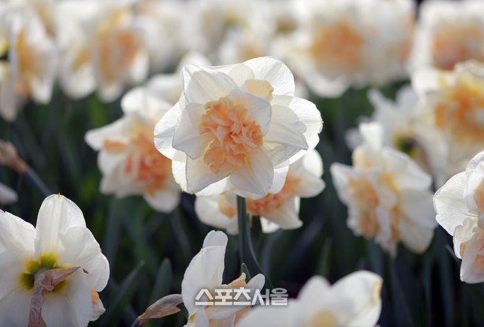 포시즌스가든에 있는 수선화가 아름다운 자태를 뽐내고 있다. 이주상기자 rainbow@sportsseoul.com